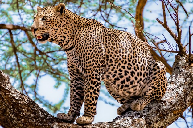 ジャングルの中を見回す木の上に座っているアフリカヒョウ