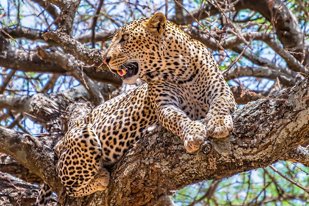 Foto gratuita leopardo africano seduto su un albero guardandosi intorno in una giungla