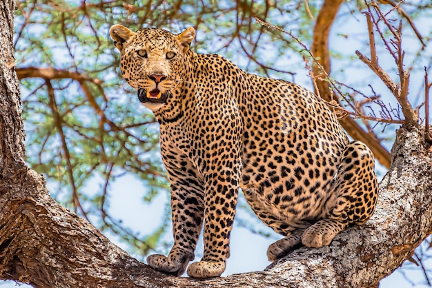 Африканский леопард сидит на дереве и оглядывается в джунглях