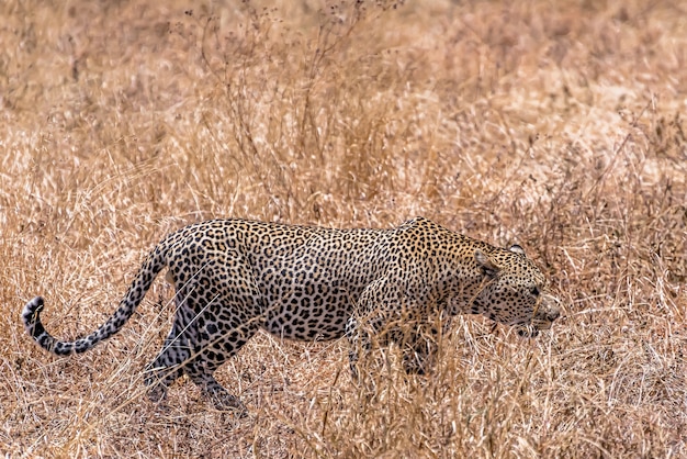 Foto gratuita leopardo africano che cammina in un campo erboso asciutto durante il giorno