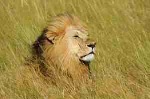 Foto gratuita leone africano nel parco nazionale del sud africa