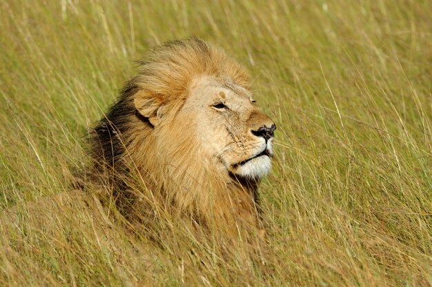 Африканский лев в национальном парке Южной Африки