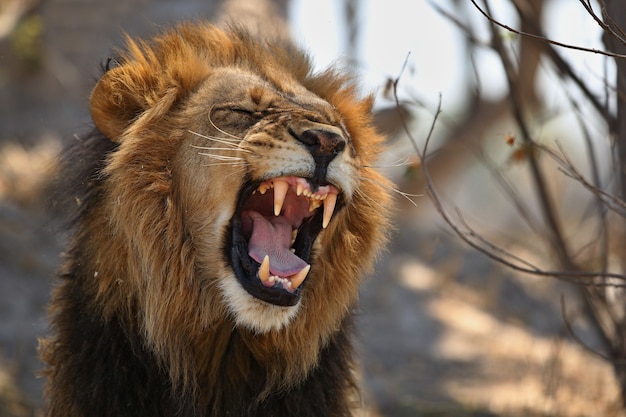 African lion portrait in the warm light