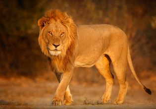 Lion photos