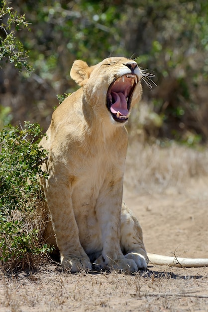 African lioness in the National park of South Africa