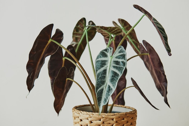 African mask plant on light gray background