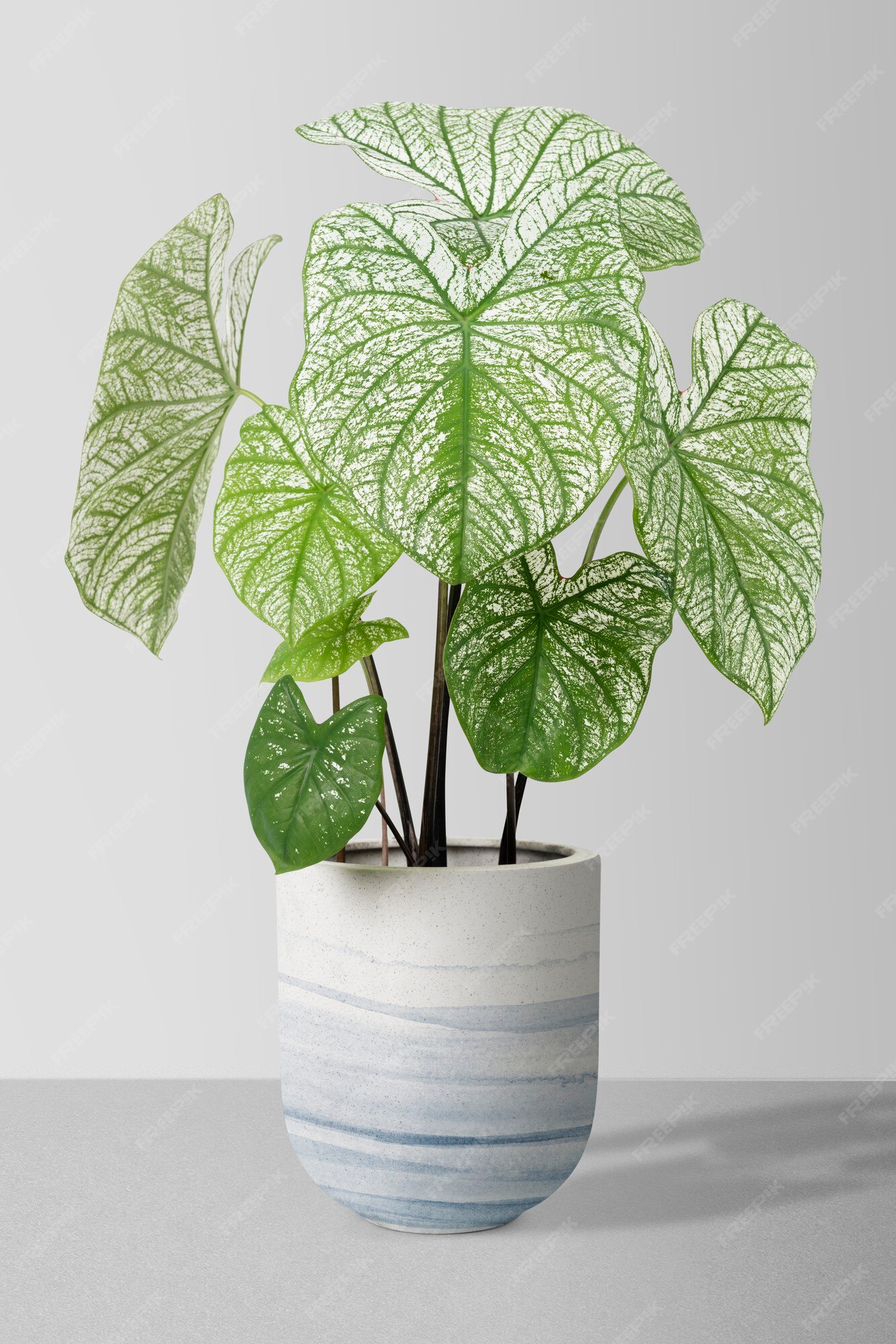 18+ How To Plant Caladiums