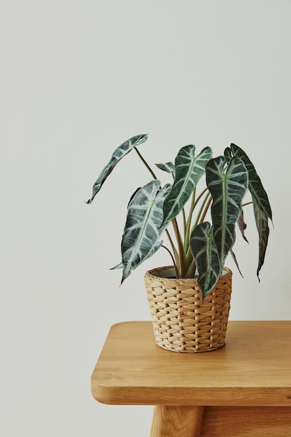 African mask plant in a rattan basket