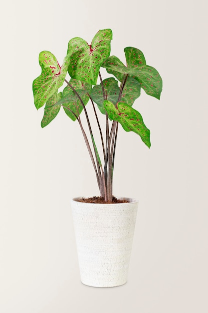 African mask plant in a white pot