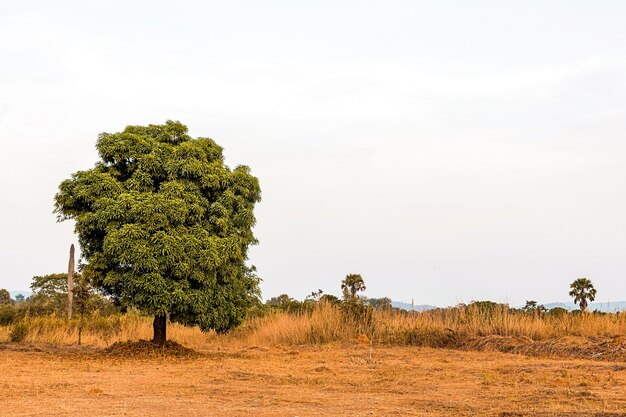 澄んだ空と木とアフリカの自然の風景