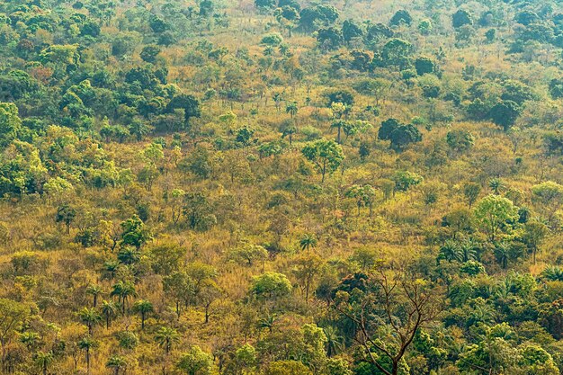 植生と木々とアフリカの自然の風景