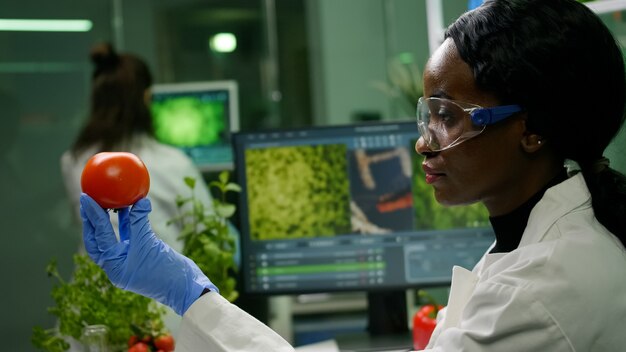 African scientist woman looking at tomato while her collegue typing dna test on computer in background