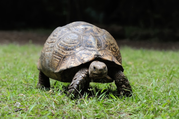 Free photo african spurred tortoise in the grass