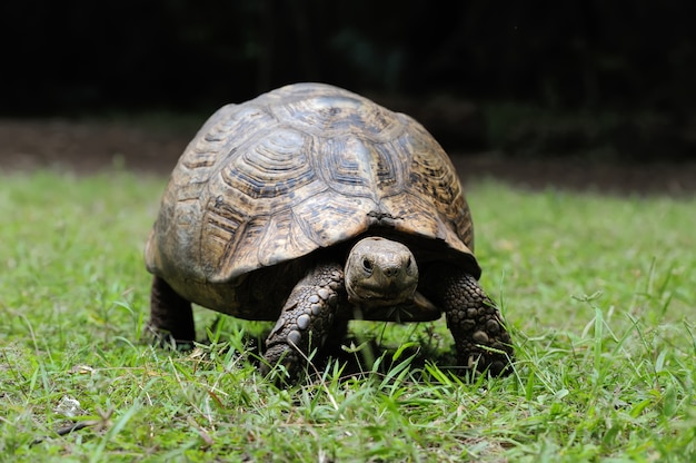 African spurred tortoise in the grass