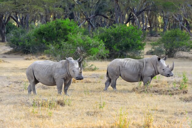 Африканские белые носороги в саванне