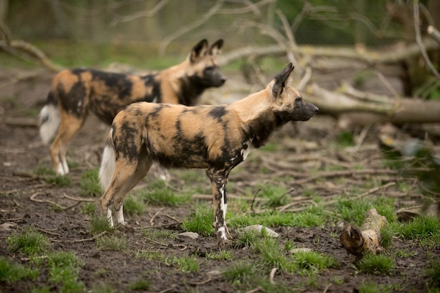 獲物を狩る準備ができているアフリカの野生の犬