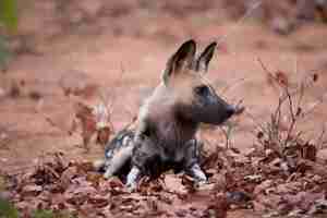 Foto gratuita cane selvatico africano in appoggio a terra con uno sfondo sfocato