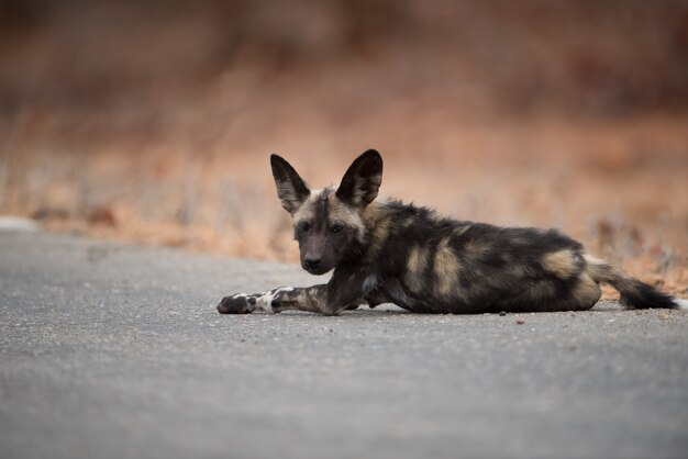Африканская дикая собака отдыхает на дороге