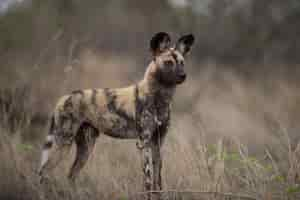 Free photo african wild dog standing on the bush field ready to hunt