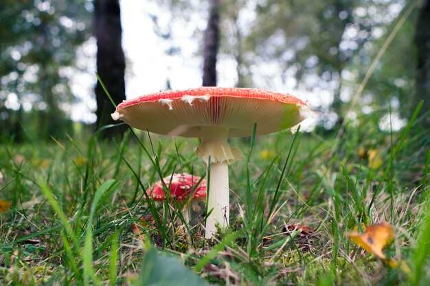 Agaric mushrooms in nature