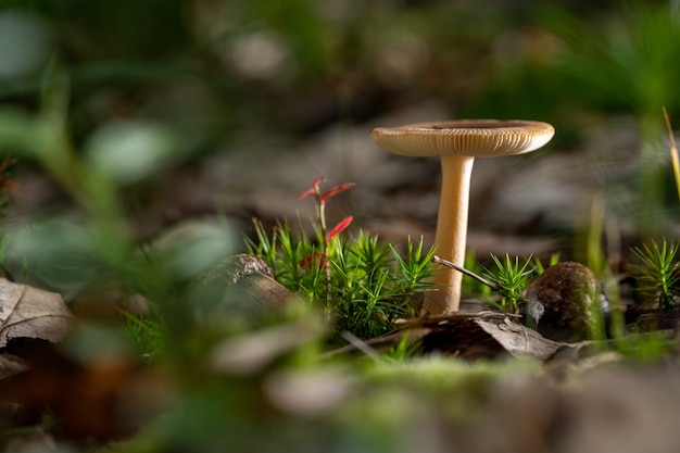 Agaricus mushroom and grass