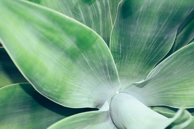 Agave leaf background