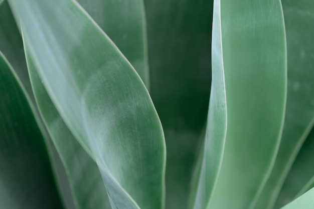 Agave leaf background