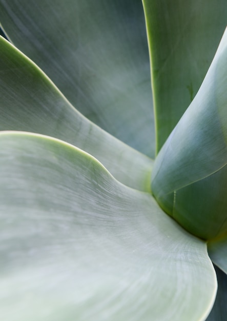 Agave leaf texture background