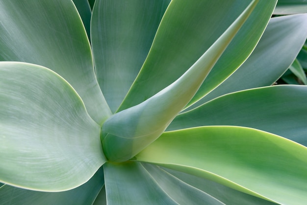 Agave leaf texture background