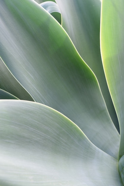 Free photo agave leaf texture background