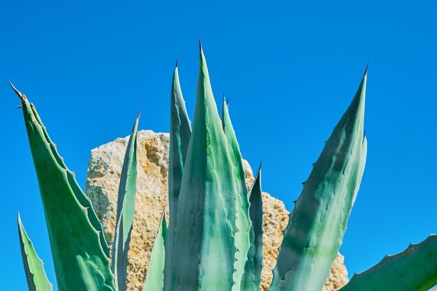 リュウゼツランの葉が明るい青空と砂岩の石春の自然な背景のアイデア