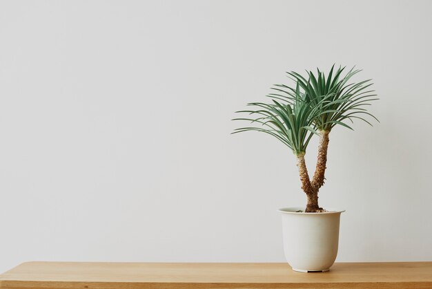 灰色の背景にリュウゼツランのヤシの木の植物