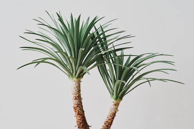 Free photo agave palm tree plant on gray background