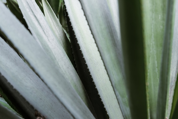 Free photo agave parryi closeup