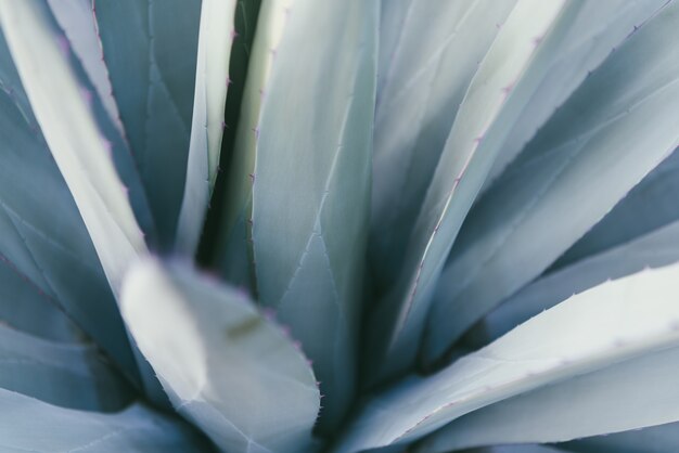 Agave parryi closeup