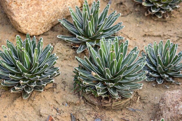 アウトドアガーデンにアガベ植物を装飾する