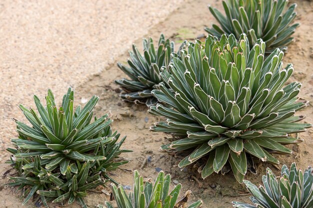 アウトドアガーデンにアガベ植物を装飾する