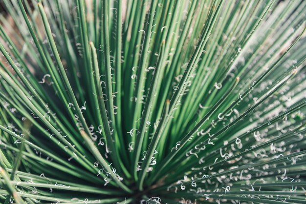 Agave schidigera