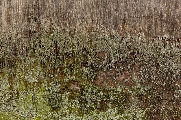 Aged wood with surface moss