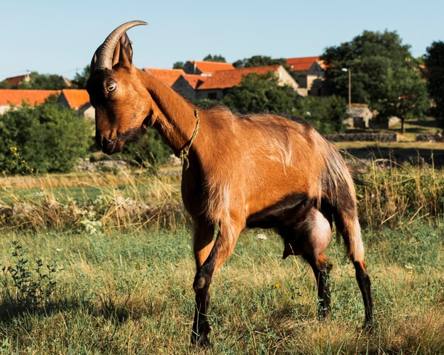 Aggressive goat standing on a meadow