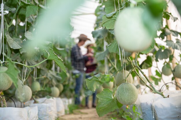 agricultural researcher with the tablet slowly inspect plants.