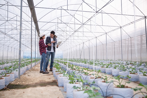 Agricultural researcher with the tablet slowly inspect plants.