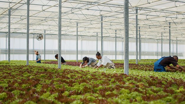 Agricultural workers growing organic food in hydroponic enviroment inspecting leaves removing damaged plants and pests. Diverse people working in greenhouse gathering lettuce doing quality control.