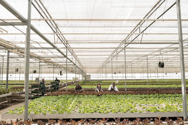 Free photo agricultural workers growing organic food in hydroponic enviroment taking care of crops removing pests. diverse people working in greenhouse gathering green vegetables pushing crates with lettuce.