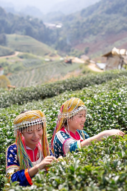 Free photo agriculture of hilltribe women