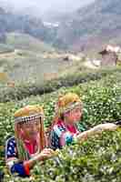 Free photo agriculture of hilltribe women