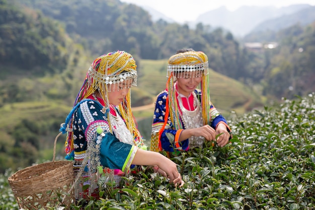 Foto gratuita agricoltura delle donne hilltribe