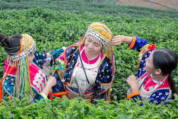 Agriculture of hilltribe women 