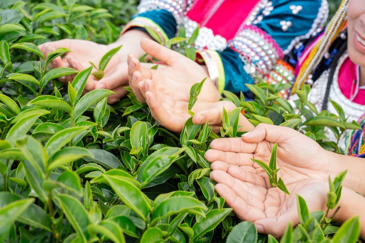 Free Photo agriculture of hilltribe women 