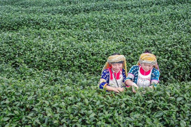 Agriculture of hilltribe women 